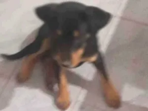 Cachorro raça Sem raça definida  idade 2 a 6 meses nome Lola