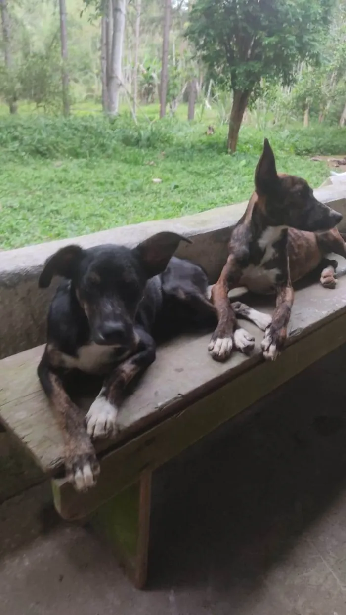 Cachorro ra a Sem raça definida  idade Abaixo de 2 meses nome Sem nome 