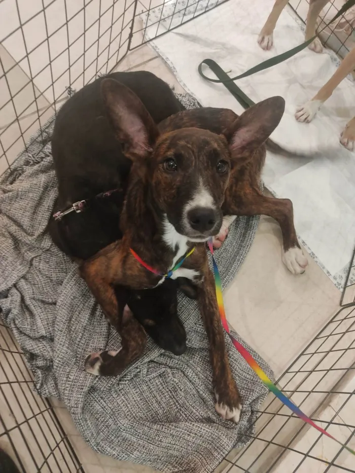 Cachorro ra a Sem raça definida  idade Abaixo de 2 meses nome Sem nome 