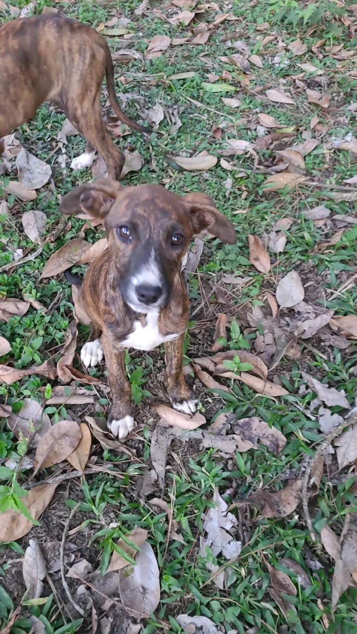 Cachorro ra a Sem raça definida  idade Abaixo de 2 meses nome Sem nome 