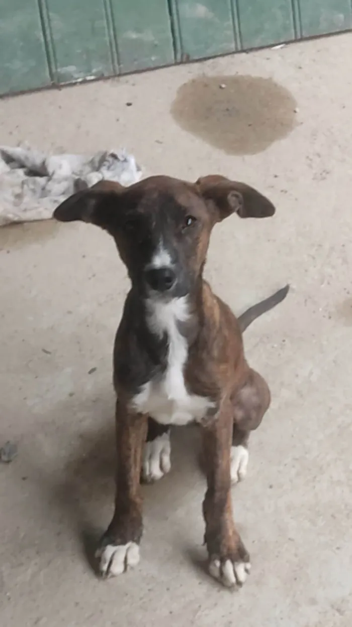 Cachorro ra a Sem raça definida  idade Abaixo de 2 meses nome Sem nome 