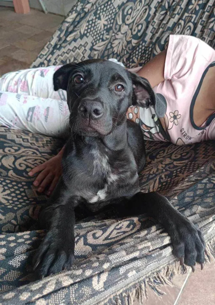 Cachorro ra a Mista idade 1 ano nome Maya