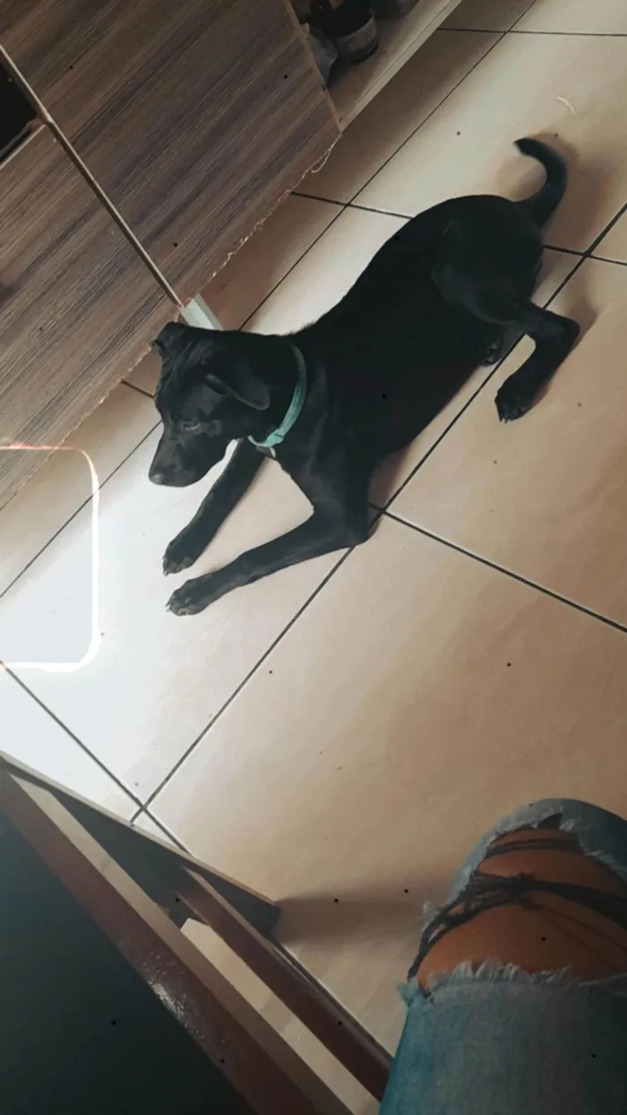 Cachorro ra a Mista idade 1 ano nome Maya