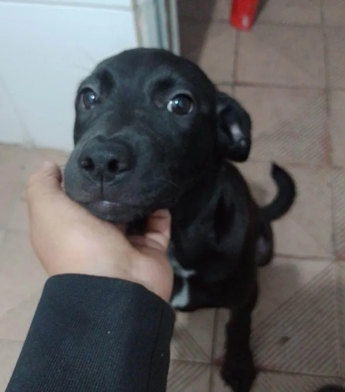 Cachorro ra a Mista idade 1 ano nome Maya