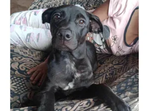 Cachorro raça Mista idade 1 ano nome Maya