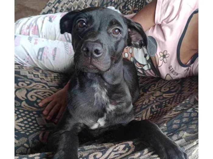 Cachorro ra a Mista idade 1 ano nome Maya