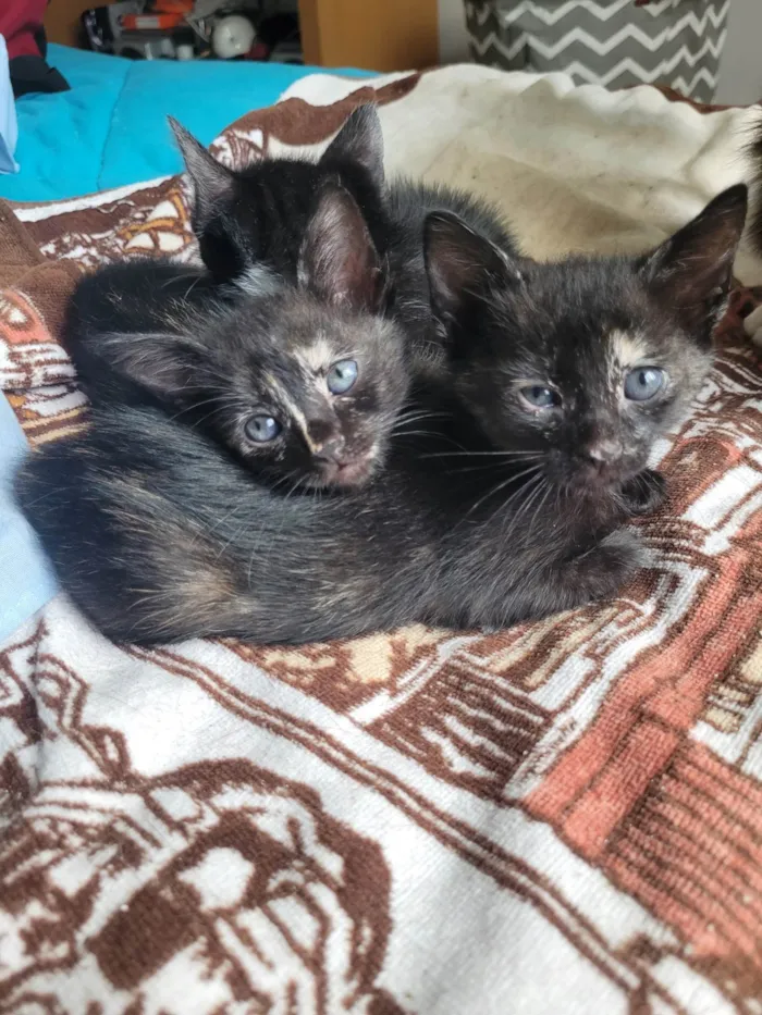 Gato ra a SRD-ViraLata idade Abaixo de 2 meses nome Sem nome
