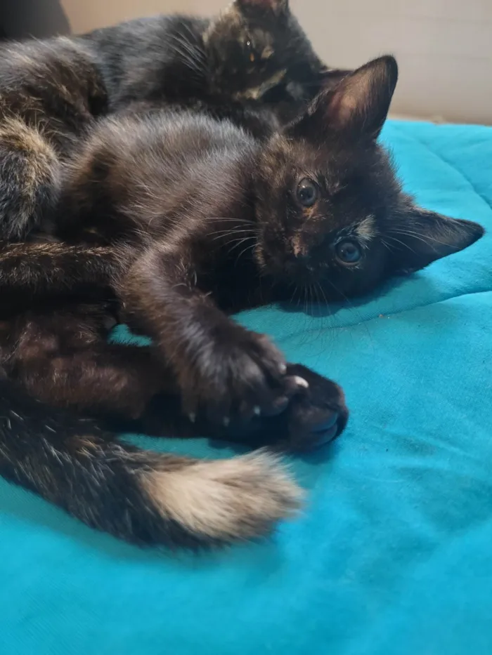 Gato ra a SRD-ViraLata idade Abaixo de 2 meses nome Sem nome
