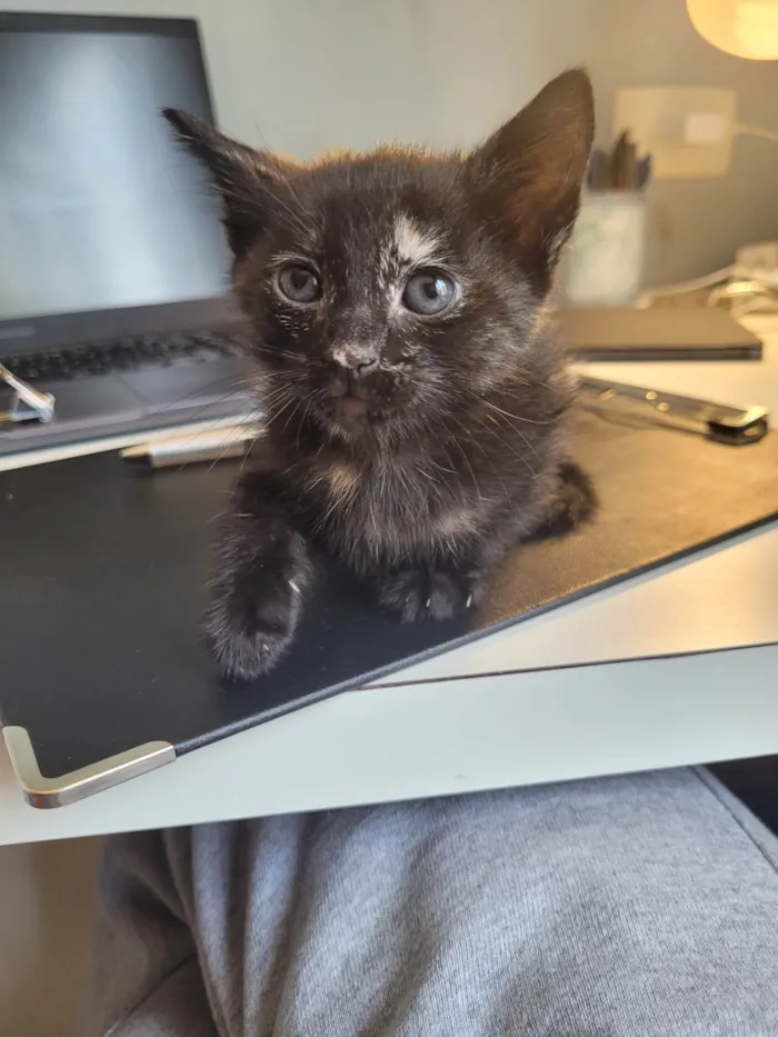 Gato ra a SRD-ViraLata idade Abaixo de 2 meses nome Sem nome