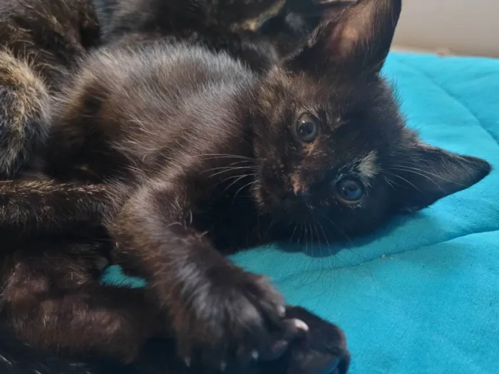 Gato ra a SRD-ViraLata idade Abaixo de 2 meses nome Sem nome