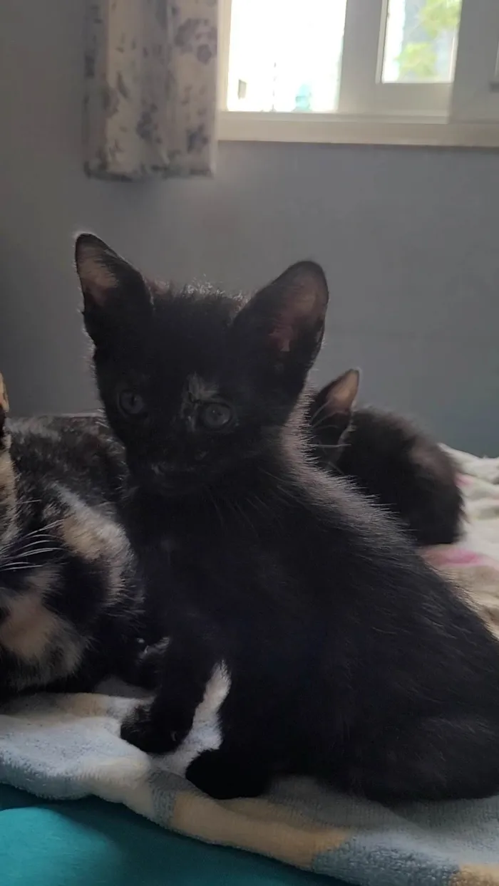 Gato ra a SRD-ViraLata idade Abaixo de 2 meses nome Sem nome