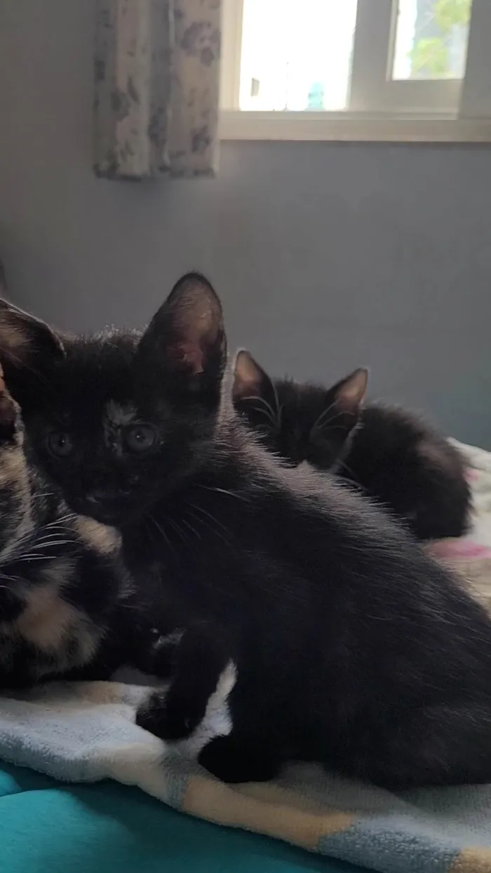 Gato ra a SRD-ViraLata idade Abaixo de 2 meses nome Sem nome