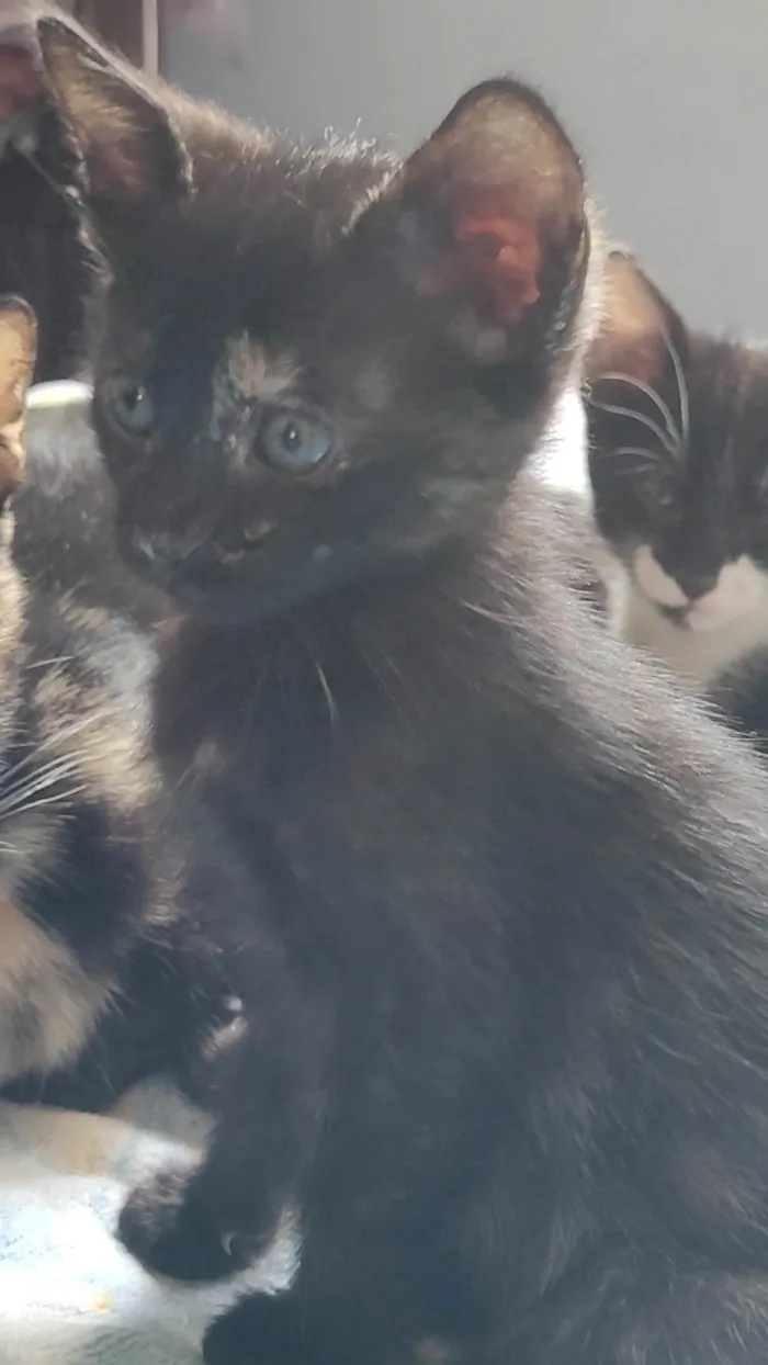 Gato ra a SRD-ViraLata idade Abaixo de 2 meses nome Sem nome