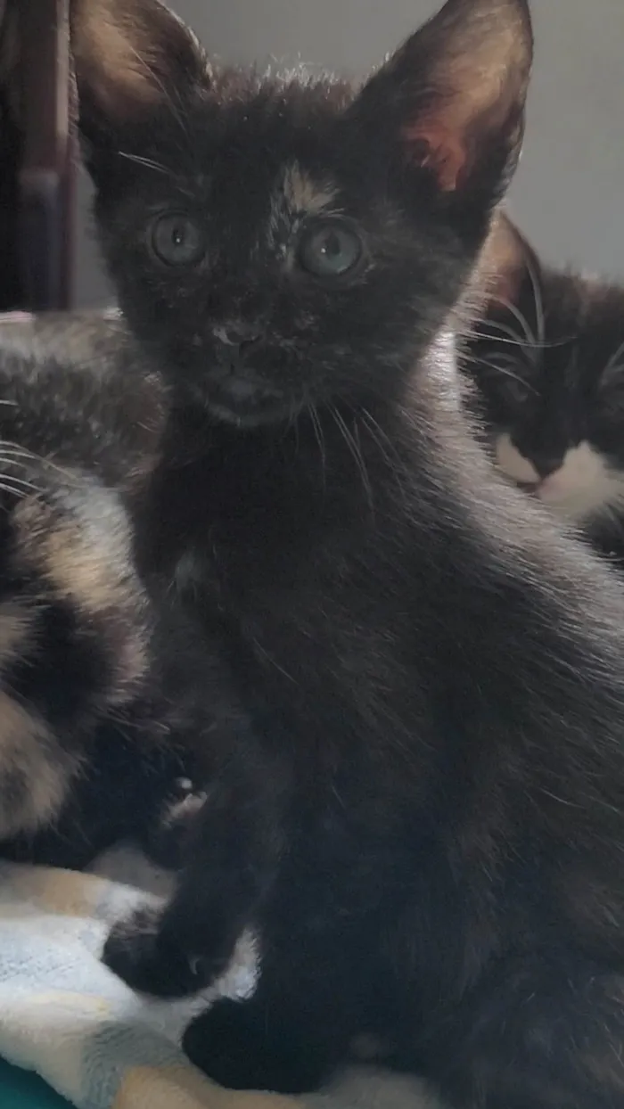 Gato ra a SRD-ViraLata idade Abaixo de 2 meses nome Sem nome