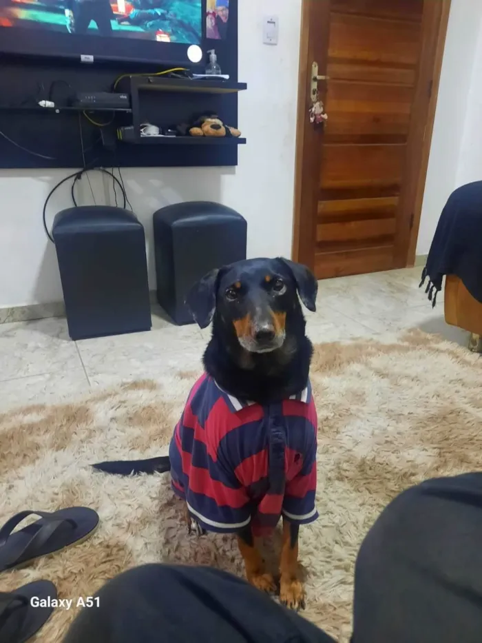 Cachorro ra a SRD-ViraLata idade 6 ou mais anos nome BOLINHA