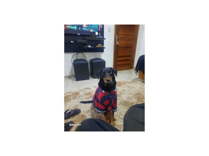 Cachorro ra a SRD-ViraLata idade 6 ou mais anos nome BOLINHA