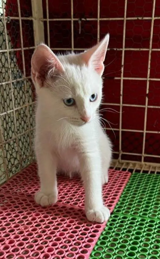 Gato ra a SRD  idade 2 a 6 meses nome Mingau