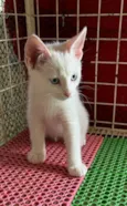 Mingau
