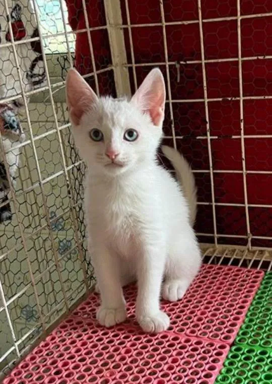 Gato ra a SRD  idade 2 a 6 meses nome Mingau