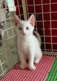 Mingau