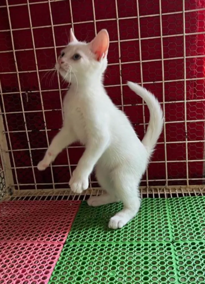 Gato ra a SRD  idade 2 a 6 meses nome Mingau