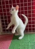 Mingau