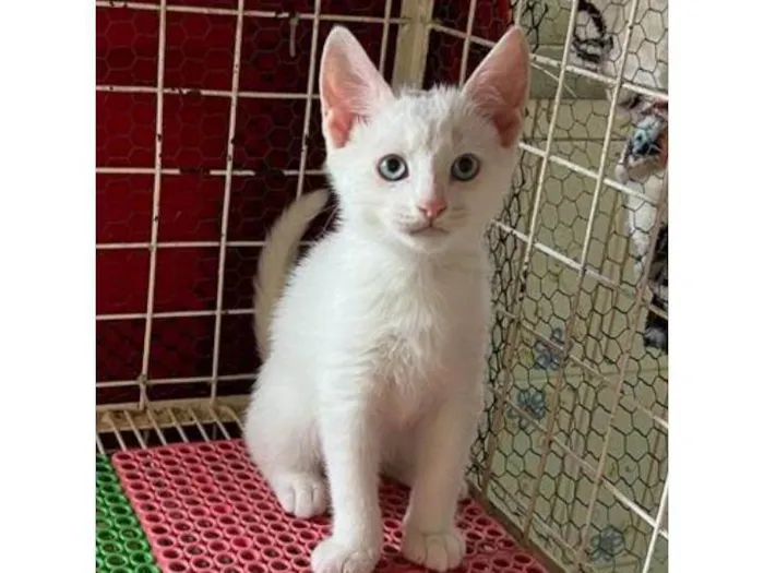 Gato ra a SRD  idade 2 a 6 meses nome Mingau