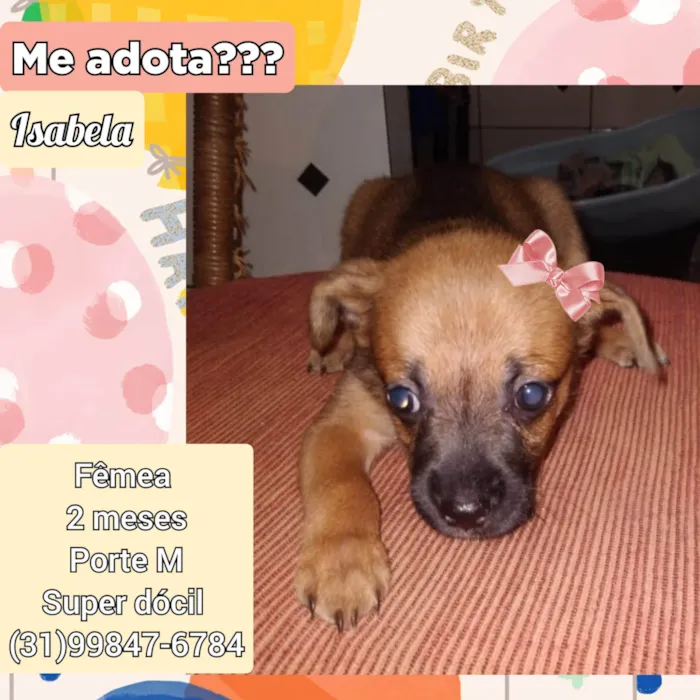 Cachorro ra a SRD-ViraLata idade 2 a 6 meses nome Isabela