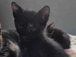 Gato raça SRD-ViraLata idade Abaixo de 2 meses nome Sem nome