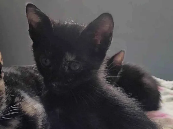 Gato ra a SRD-ViraLata idade Abaixo de 2 meses nome Sem nome