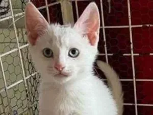 Gato raça SRD  idade 2 a 6 meses nome Mingau