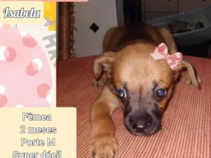 Cachorro raça SRD-ViraLata idade 2 a 6 meses nome Isabela