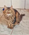 pantera