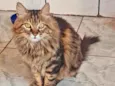 pantera