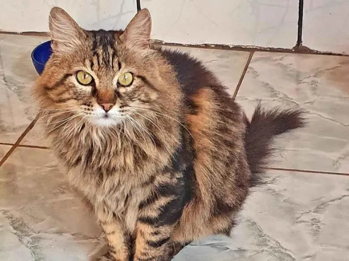 Gato ra a Gato Siberiano idade 3 anos nome Lion