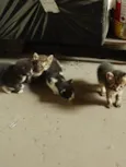 Gatinhos Orfãos