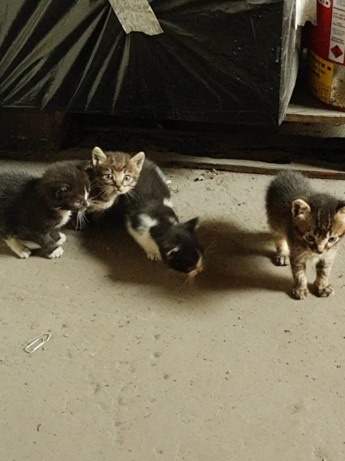 Gato ra a SRD-ViraLata idade Abaixo de 2 meses nome Gatinhos Orfãos