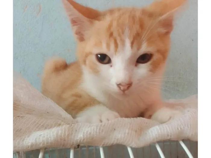 Gato ra a Srd idade 2 a 6 meses nome ...