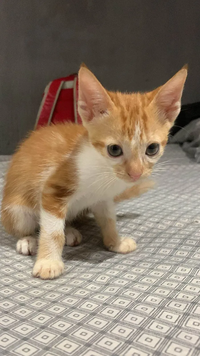 Gato ra a Srd idade 2 a 6 meses nome .......