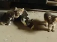 Gatinhos Orfãos