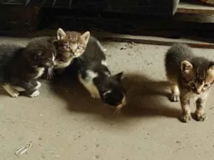 Gato raça SRD-ViraLata idade Abaixo de 2 meses nome Gatinhos Orfãos