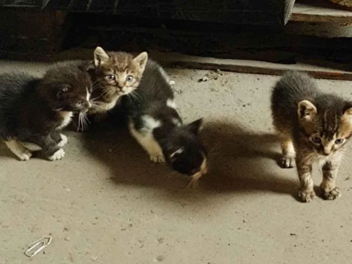 Gato ra a SRD-ViraLata idade Abaixo de 2 meses nome Gatinhos Orfãos