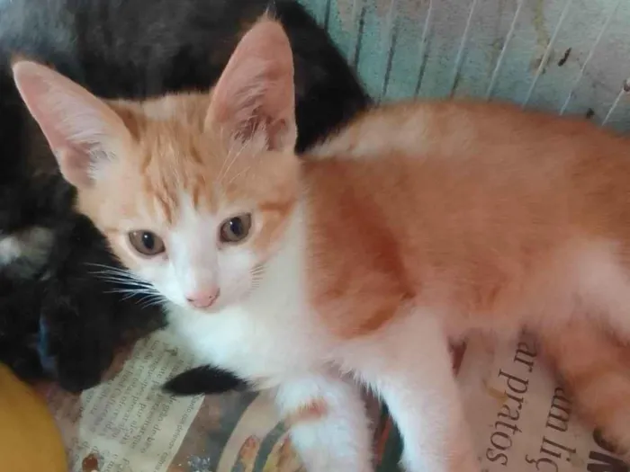 Gato ra a Srd idade 2 a 6 meses nome ...