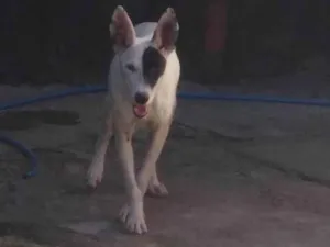 Cachorro raça Dog alemão/viralata idade 2 a 6 meses nome Luna