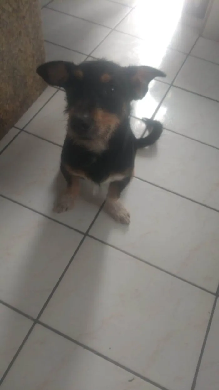 Cachorro ra a Pretinho idade 2 a 6 meses nome Nino