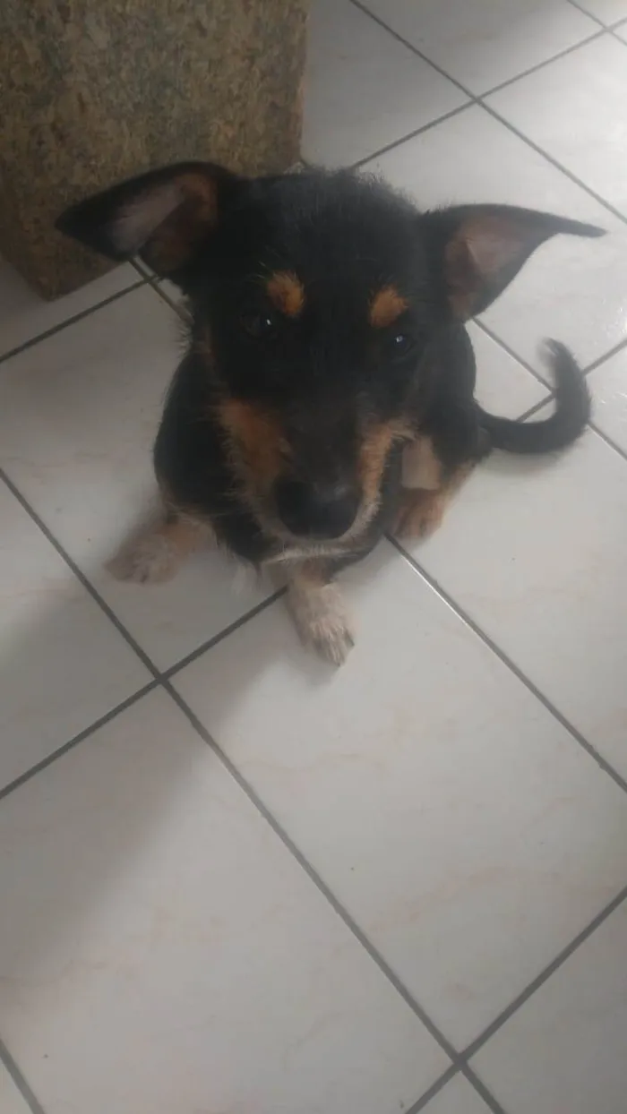 Cachorro ra a Pretinho idade 2 a 6 meses nome Nino