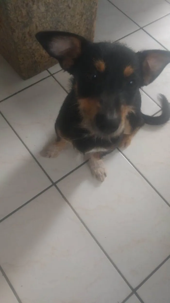 Cachorro ra a Pretinho idade 2 a 6 meses nome Nino