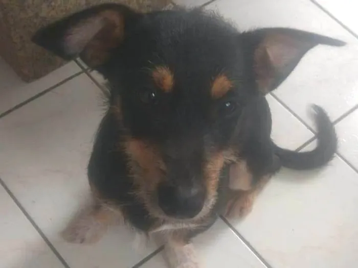 Cachorro ra a Pretinho idade 2 a 6 meses nome Nino