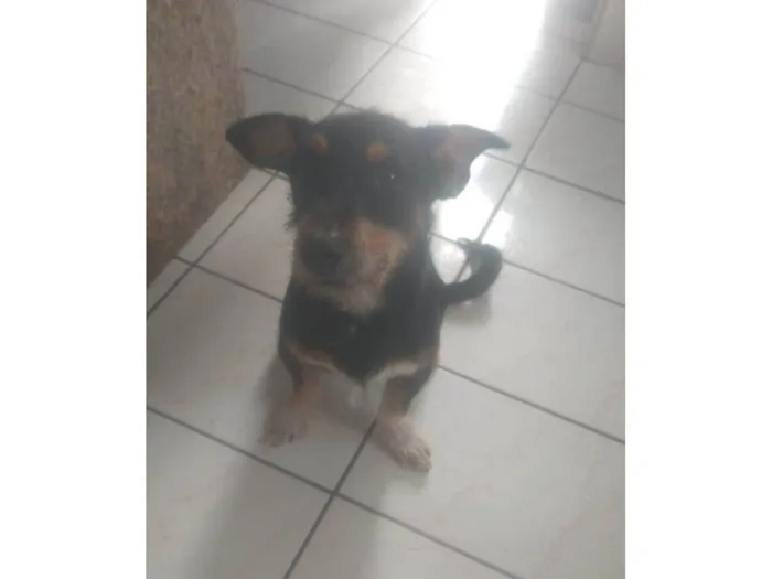 Cachorro ra a Pretinho idade 2 a 6 meses nome Nino