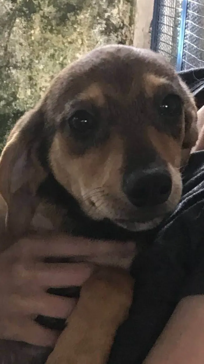 Cachorro ra a  idade 2 a 6 meses nome Os seis